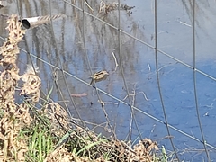 Lymnocryptes minimus