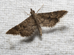 Metasia capnochroa