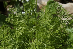 Scandix pecten-veneris