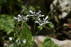 Scandix pecten-veneris