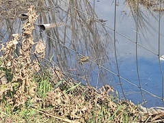 Lymnocryptes minimus