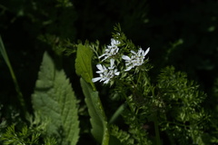 Scandix pecten-veneris