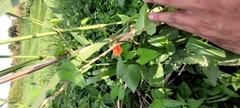Ipomoea indivisa