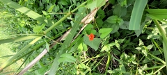 Ipomoea indivisa