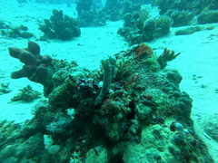 Callyspongia siphonella