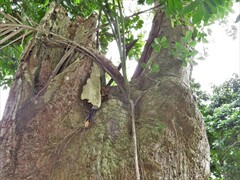 Ficus natalensis