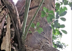 Ficus natalensis