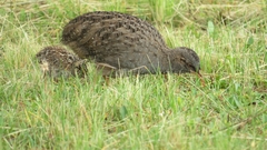 Nothoprocta pentlandii