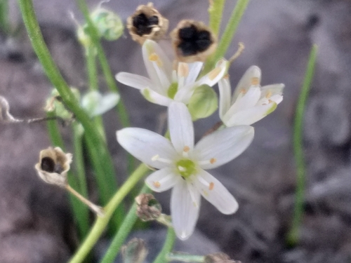 Grass Chinckerinchee (Ornithogalum flexuosum)
