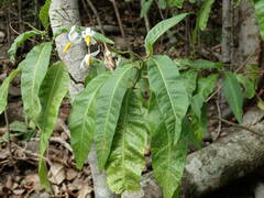 Solanum bahamense