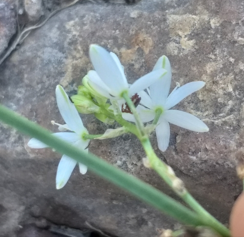 Image of Ornithogalum flexuosum by (c) kevin koen, some rights reserved (CC BY-SA)
