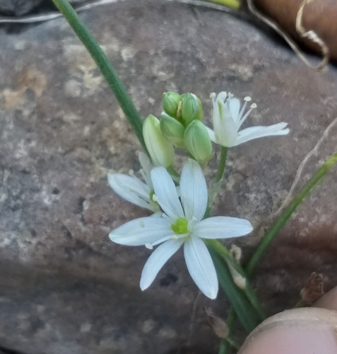 Image of Ornithogalum flexuosum by (c) kevin koen, some rights reserved (CC BY-SA)