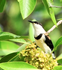 Cissomela pectoralis