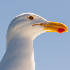 Larus dominicanus vetula