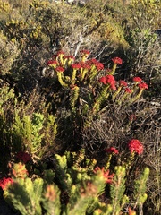 Crassula coccinea