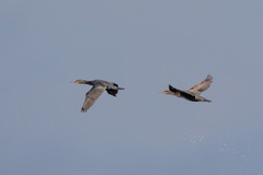 Phalacrocorax capensis