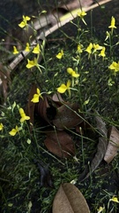 Utricularia bifida