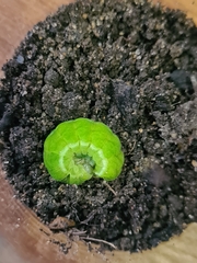 Phlogophora meticulosa