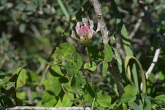 Trifolium clypeatum