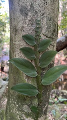 Rhaphidophora