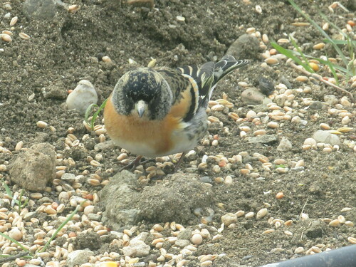Pinzón real (Fringilla montifringilla)