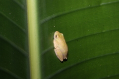 Hyperolius tuberilinguis