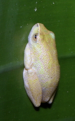 Hyperolius tuberilinguis