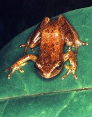 Hyperolius tuberilinguis