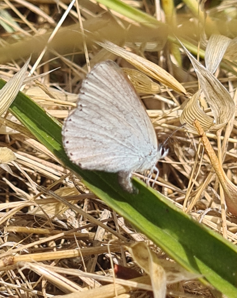Rayed Blue