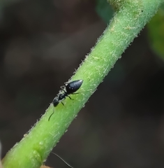 Technomyrmex albipes