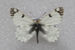 Euchloe ausonides