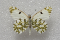 Euchloe ausonides