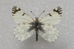 Euchloe ausonides