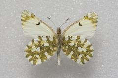 Euchloe ausonides