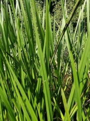 Sparganium erectum
