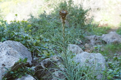 Asphodeline lutea