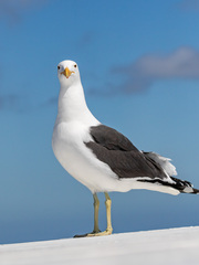 Larus dominicanus vetula