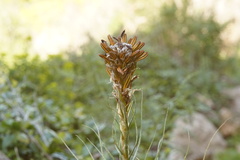 Asphodeline lutea