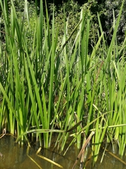 Sparganium erectum