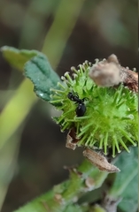 Technomyrmex albipes