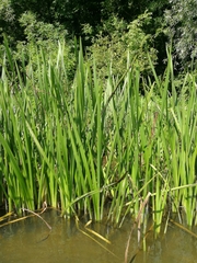 Sparganium erectum
