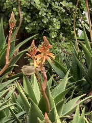 Phylloscopus canariensis
