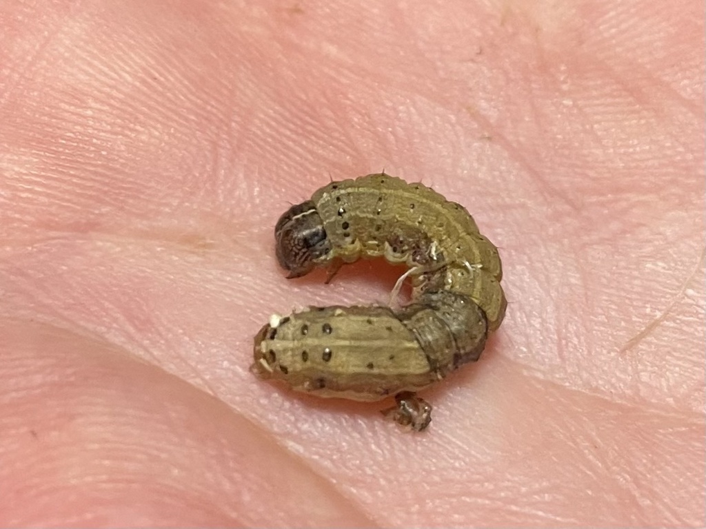 Fall Armyworm Nz
