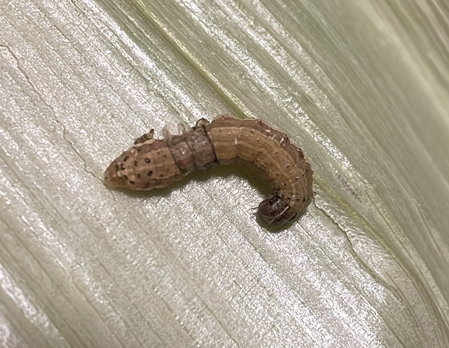 Spodoptera Frugiperda J.E.Smith, 1797