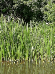 Sparganium erectum
