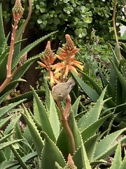 Phylloscopus canariensis