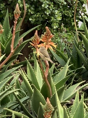 Phylloscopus canariensis