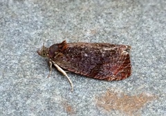 Evora hemidesma