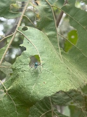 Cosmophasis thalassina
