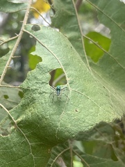 Cosmophasis thalassina